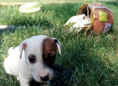 dzekmilos31629898158