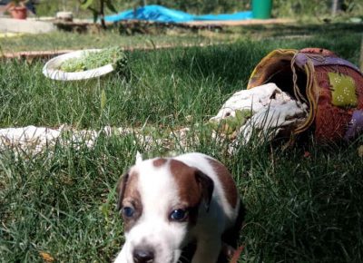 dzekmilos41629898157