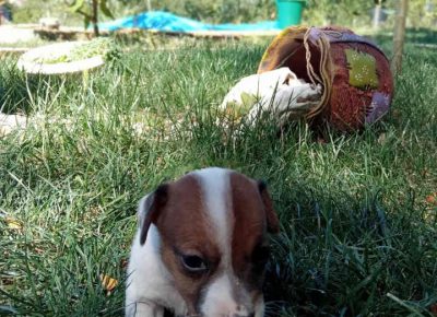 dzekmilos51629898157