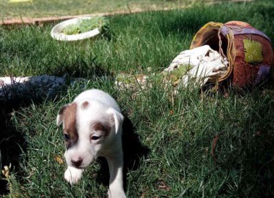 dzkemilos31629898157