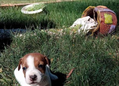 dzkmilošgl1629898156