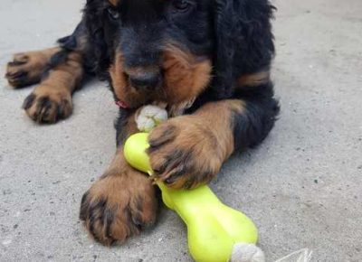 gordonseter011629396158