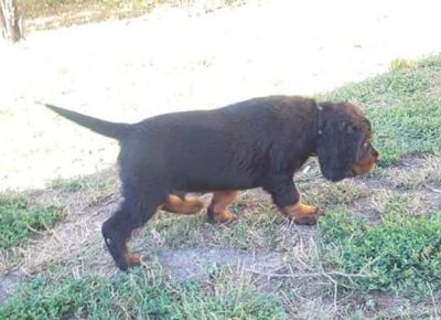 gordonseter021629396159