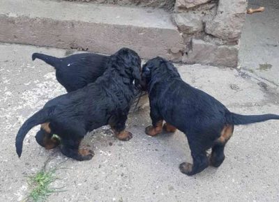 gordonseter031629396159