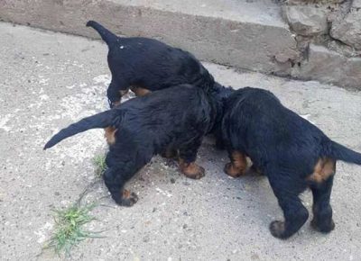 gordonseter041629396158