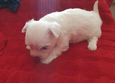 malislavko21630075123