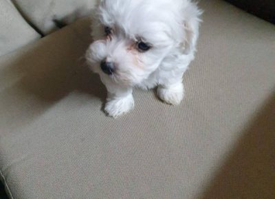 malislavko31630075123