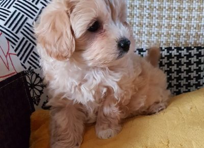 maltipoo.121629358438