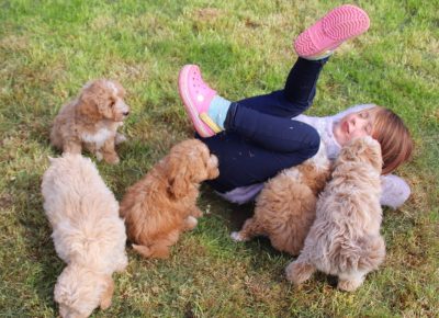 maltipoo.201629358403