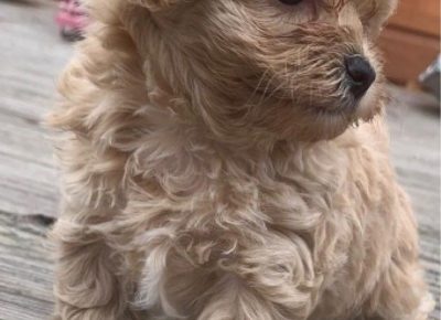 maltipoo.261629358437