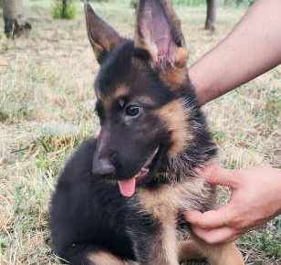 nemackiovcar021628522125