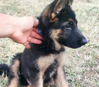 nemackiovcar031628522124