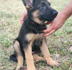 nemackiovcar031629728829