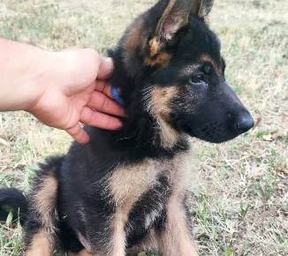 nemackiovcar041629728832