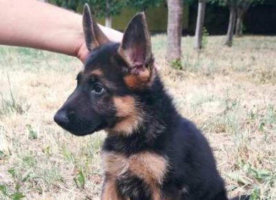 nemackiovcar051628522126