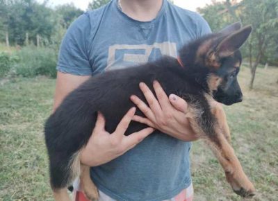 nemackiovcar061628522124