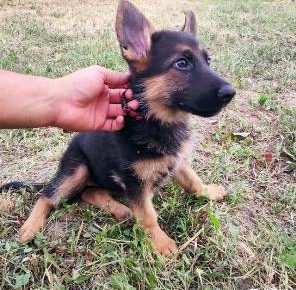 nemackiovcar061629728840