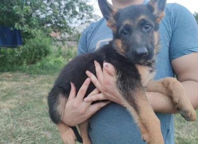 nemackiovcar071628522125