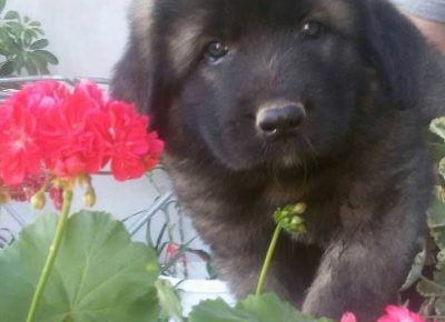 sarplaninci011629666605