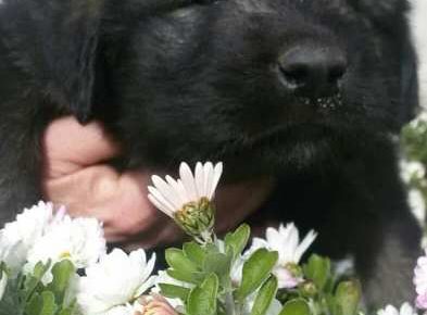 sarplaninci031627981660