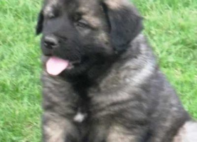 sarplaninci091627981661