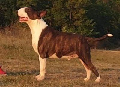 standarbul41629664378