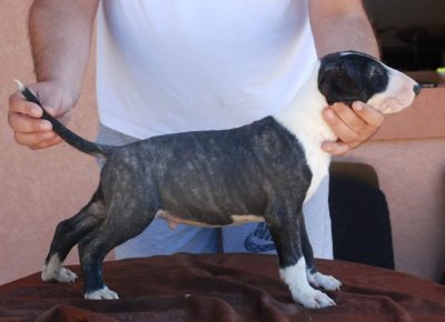 standardbul21629664378