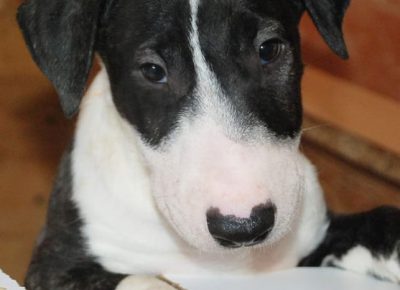 standardbul31629664378