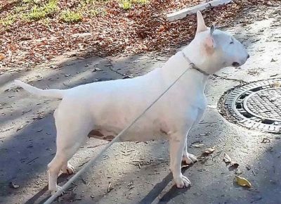 standardbul51629664379