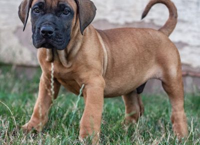 viberimage102107271918386391629272476