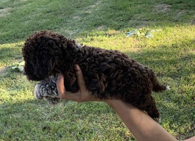 viberimage202108022112387391630432081