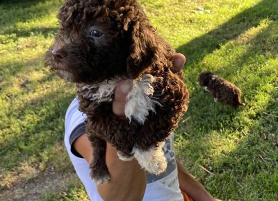 viberimage202108022112403111630432081