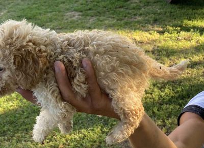 viberimage202108022112511711630432083