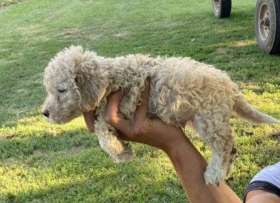 viberimage202108022113000271630432082