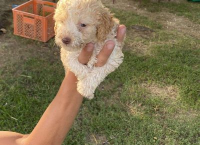 viberimage202108022113003141630432082