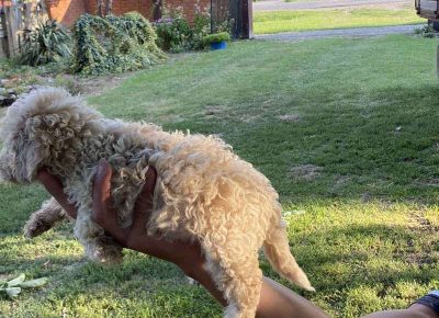 viberimage202108022113006181628880712