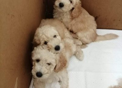 viberimage202108061258509831628877714