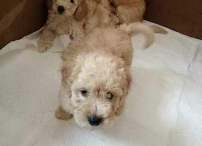 viberimage202108061258511271629568497