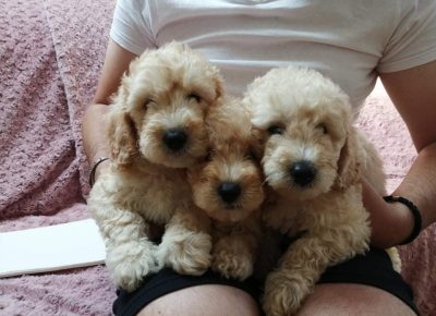 viberimage202108061259547411629568497