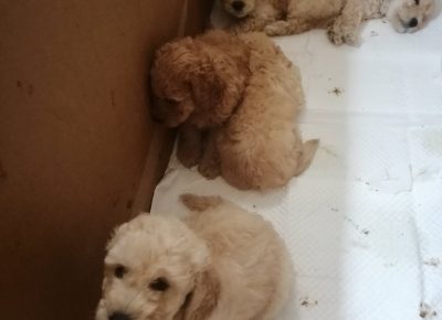 viberimage202108061300357551629568497