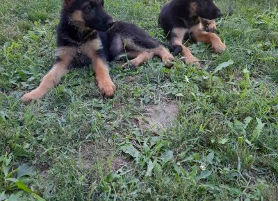 viberimage202108081037054271628424362