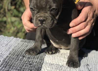 viberimage202108131327479181629463074