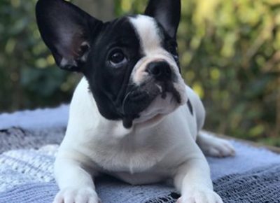 viberimage202108131328365421629463074