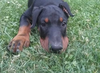 viberimage202108171414556001629227052