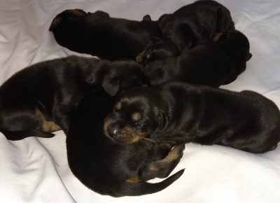 viberimage202108171414556901629227051