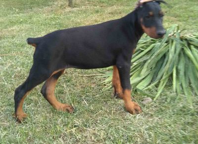 viberimage202108171414557691629227052