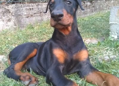 viberimage202108171415488191629227052