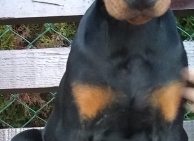 viberimage202108171415493121629227050