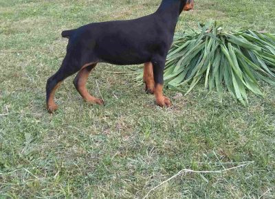 viberimage202108171416298131629227051