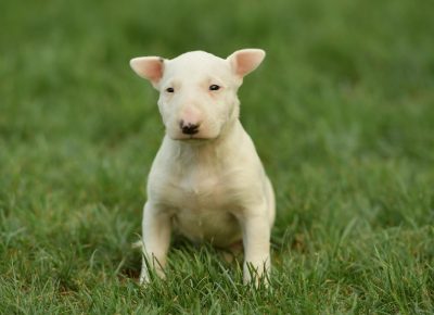 viberimage202108181333197731629401660